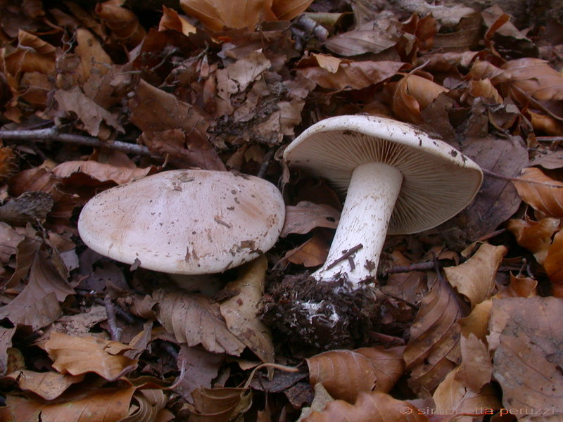 Funghi del vento e della siccit